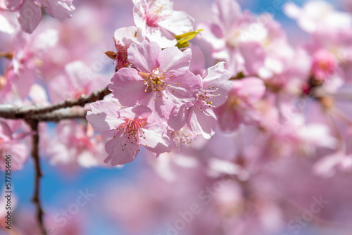 桜 © Atsushi