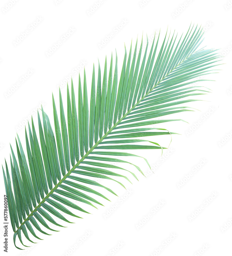 Obraz premium Tropical green leaf of palm tree on transparent background (png file).