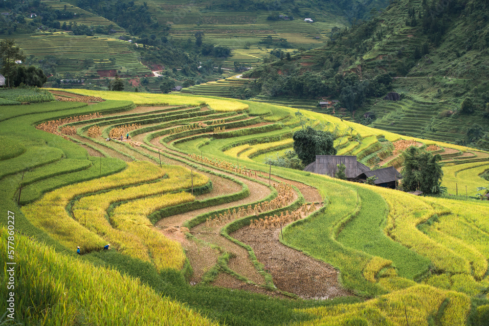 Fototapeta premium See the beautiful scenery of the rice terraces during the ripe rice season in Phung village, Hoang Su Phi district, Ha Giang province, Vietnam from above