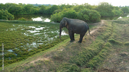 Aerial view of Elephant on agricultural fields in the countryside. Arugam Bay Sri Lanka.