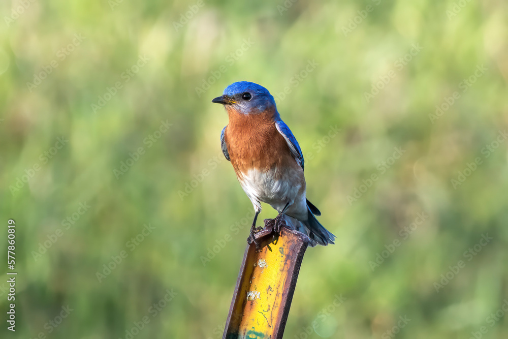 Bold and Bodacious Eastern Bluebird (Sialia sialis).  Little blue bird on a fence post in the rural countryside in Minnesota.