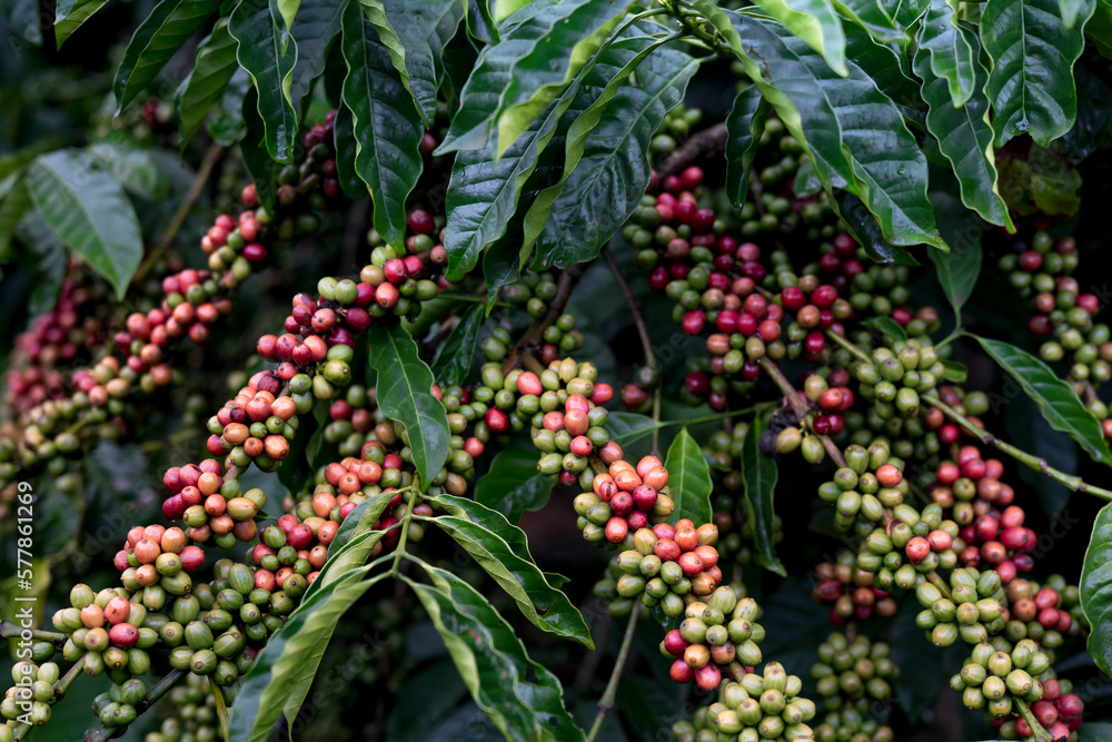 ripe coffee berries on a tree 