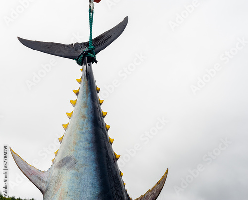 Atlantic bluefin tuna hanging by its dark blue and silver color tail with yellow caudal finlets leading down the body of the big saltwater fish. The giant tuna is hung to prepare for market and sale. 