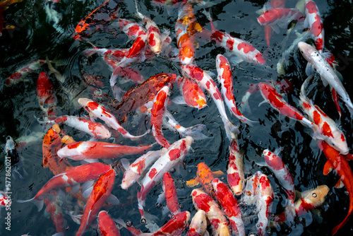 Colorful Japanese fancy carps are known as Koi swimming under the clear water, in a lake