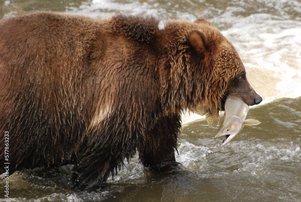 Close up of a grizzly bear with a freshly caught Pink Salmon in its mouth Close up of a grizzly bear with a freshly caught Pink Salmon in its mouth