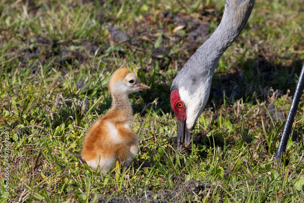 Baby Sandhill Crane Being Fed By And Shown Ho To Find Foo By It's ...