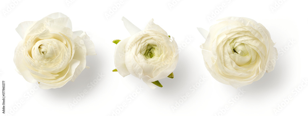 set of three beautiful white / cream colored ranunculus buttercup flowers isolated over a transparent background, spring or Mother's Day design elements, top view / flat lay - obrazy, fototapety, plakaty 