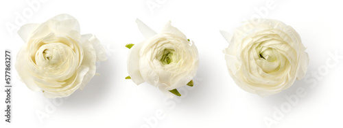 set of three beautiful white / cream colored ranunculus buttercup flowers isolated over a transparent background, spring or Mother's Day design elements, top view / flat lay