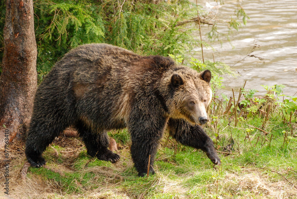 A beautiful grizzly bear walks across a grassy riverbank with a spruce tree in behind A beautiful grizzly bear walks across a grassy riverbank with a spruce tree in behind