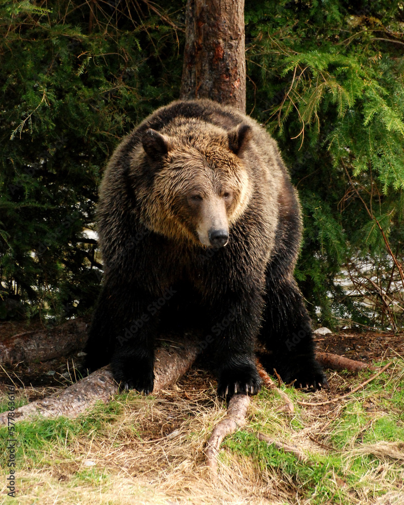 Big and healthy grizzly bear rests at the base of a spruce tree on a grassy riverbank