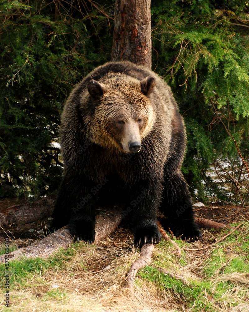 Big and healthy grizzly bear rests at the base of a spruce tree on a grassy riverbank Big and healthy grizzly bear rests at the base of a spruce tree on a grassy riverbank