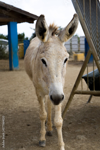 portrait of a donkey in a farm