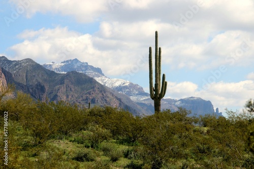 Saguaro Cactus in the Superstition Mountains © Susie