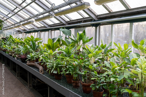 Greenhouse with tropical plants  exotic lianas. Glasshouse interior. Floral conservatory indoors with green exotic vegetation. Indoor garden. 