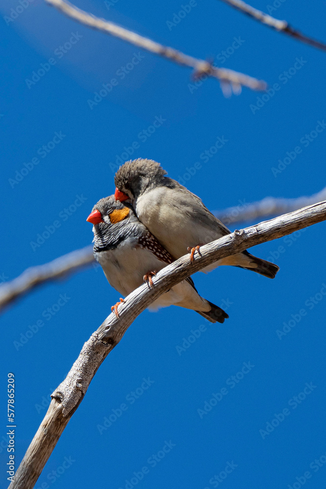Zebra Finch couple Zebra Finch couple
