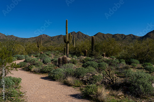 Cacti and mountains in the Sonoran Desert landscape