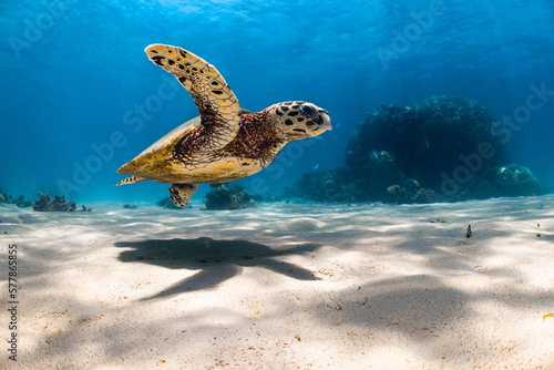Hawksbill Turtle © Ollie
