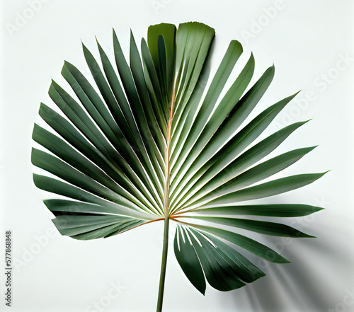 palm fan leaf, palm leaf, white color background, high key