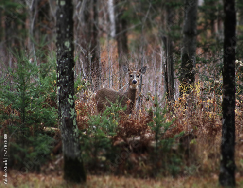 Deer in the Woods © Samantha