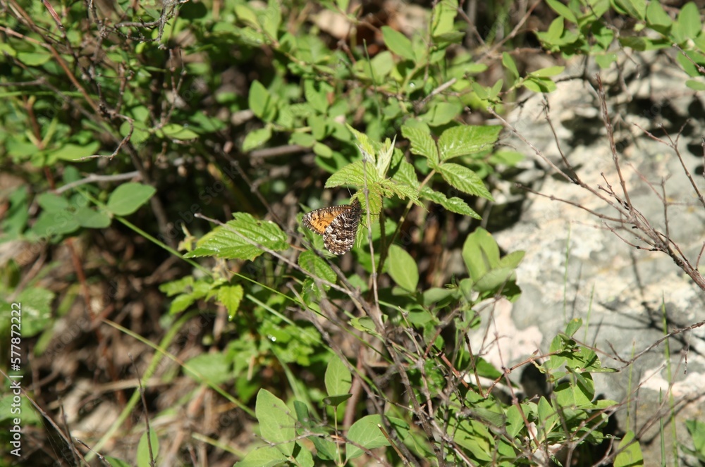 Chryxus Arctic (Oeneis chryxus) brown and orange butterfly in Beartooth Mountains, Montana Chryxus Arctic (Oeneis chryxus) brown and orange butterfly in Beartooth Mountains, Montana