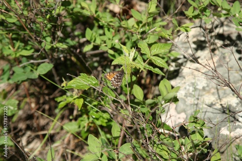 Chryxus Arctic (Oeneis chryxus) brown and orange butterfly in Beartooth Mountains, Montana