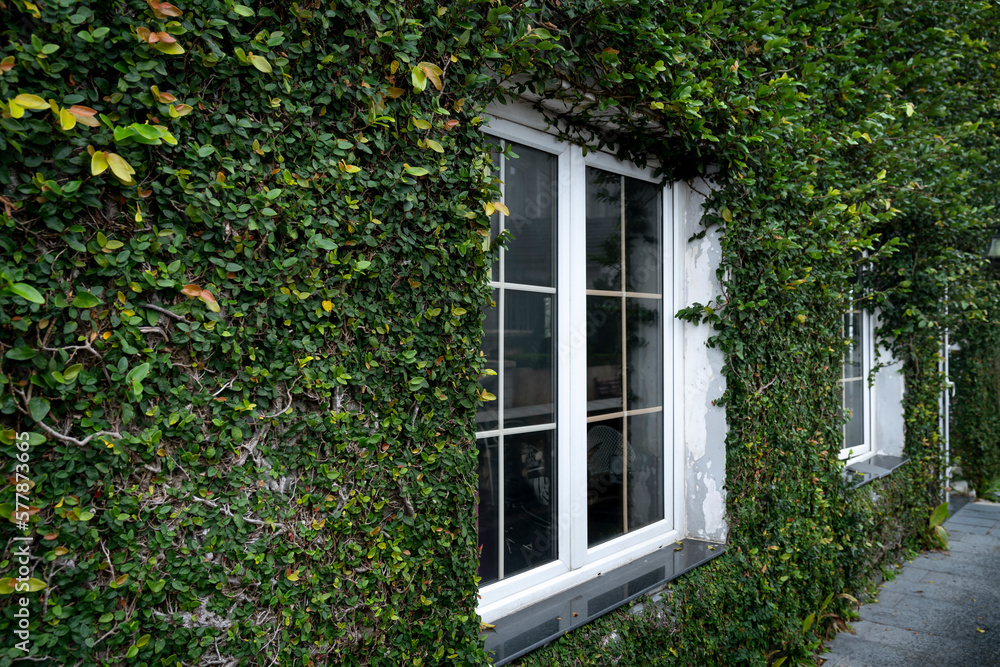 White windows surrounded by green ivy on the wall White windows surrounded by green ivy on the wall