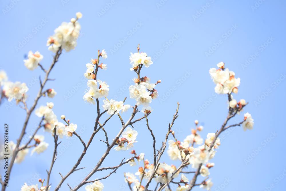 向島百花園　梅