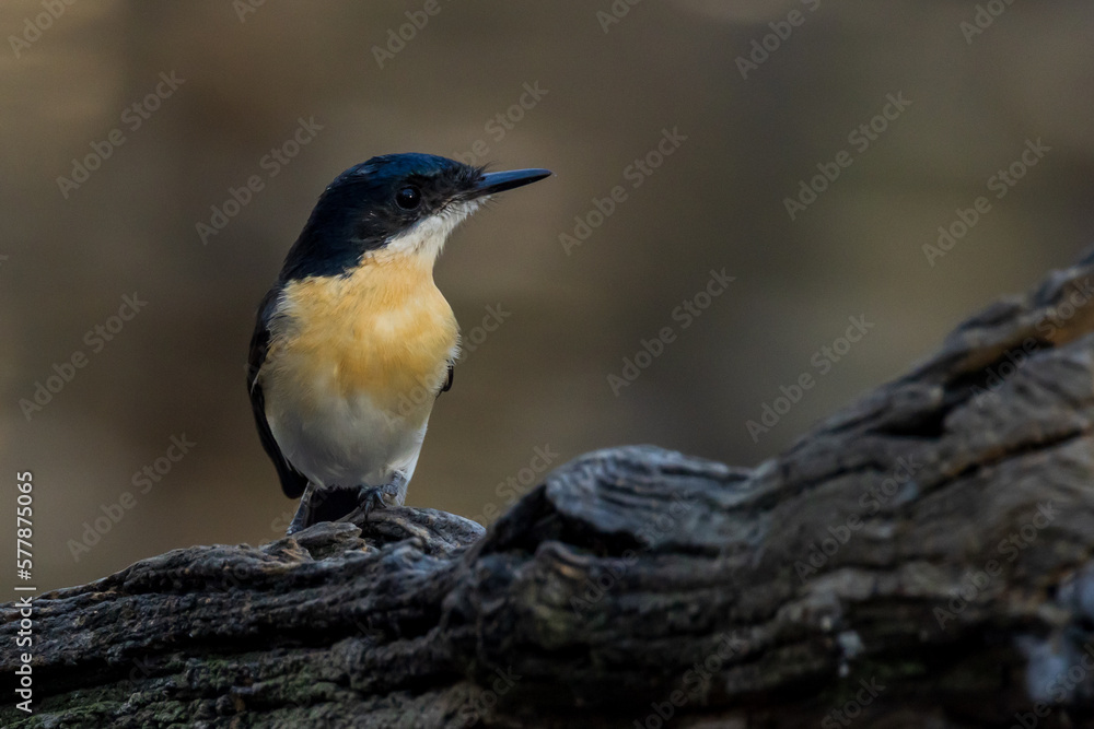 Fototapeta premium Restless Flycatcher in Victoria Australia