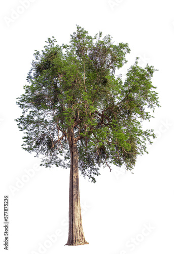 big tree isolated on white background with clipping path