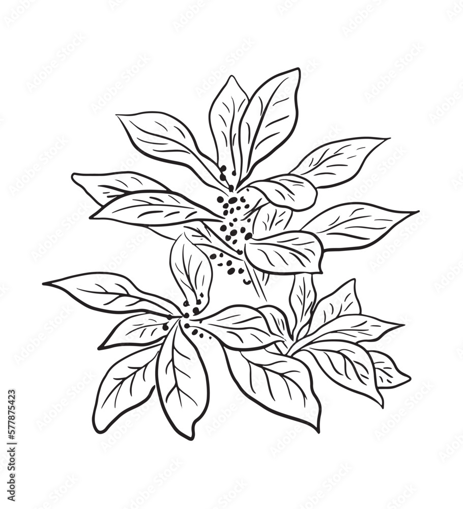 Sketch leave line art vector Sketch leave line art vector