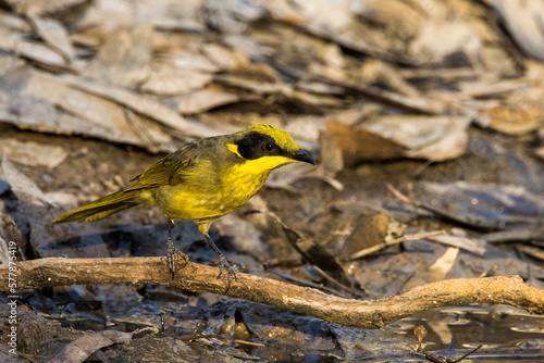 Yellow-tufted Honeyeater in Victoria, Australia