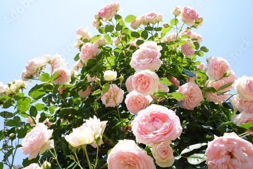 Fototapeta Naklejka Na Ścianę i Meble -  ピエールドゥロンサール、ピエールドロンサール、ピエール、ロンサール、pierre de ronsard、pierrederonsard、
神代植物園、神代、植物園、公園、5月、花、日本、東京、植物、自然、バラ、ばら、薔薇、咲く、春、野外、空、青、ピンク、緑、ナチュラル、美しい、可愛い、可憐、綺麗、青空、晴れ、