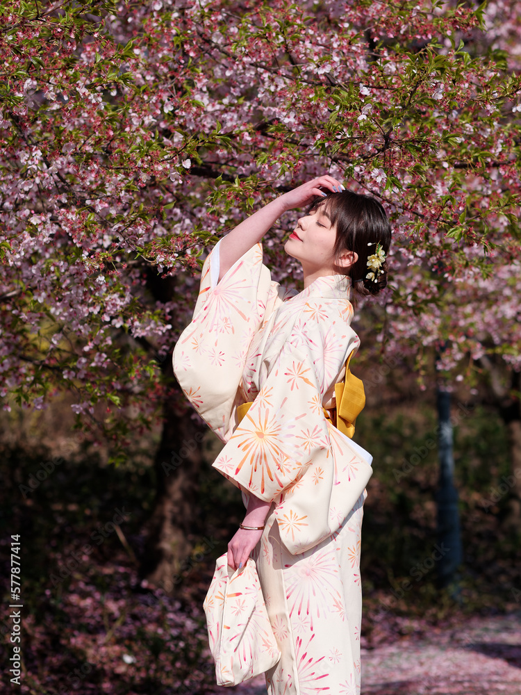 Portrait of beautiful young Chinese girl in Japanese kimono posing eyes closed with blossom cherry flowers background in spring garden, beauty, emotion, lifestyle, expression and people concept. Portrait of beautiful young Chinese girl in Japanese kimono posing eyes closed with blossom cherry flowers background in spring garden, beauty, emotion, lifestyle, expression and people concept.