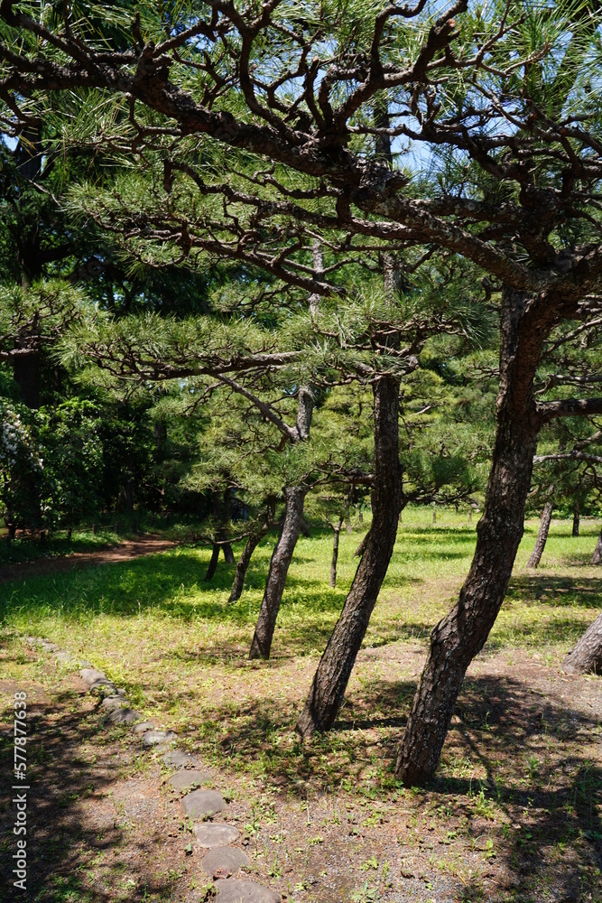Fototapeta premium 神代植物園、神代、植物園、公園、5月、花、日本、東京、植物、自然、バラ、ばら、薔薇、咲く、春、野外、空、青、ピンク、緑、ナチュラル、美しい、可愛い、可憐、綺麗、青空、晴れ、黒松、クロマツ、松、木