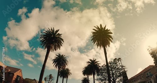 Beverly Hills street with palm trees. View up or bottom view coconut palm trees forest in sunshine. Camera looks up as it moves past rows a palm trees. Los Angeles, California. 