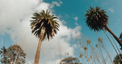 Beverly Hills street with palm trees. View up or bottom view coconut palm trees forest in sunshine. Camera looks up as it moves past rows a palm trees. Los Angeles, California. 