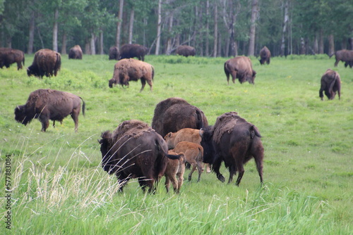 bison grazing in the field © Michael Mamoon