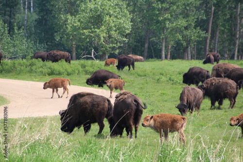 herd of buffalo