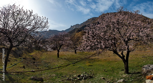 Russia. Northeast Caucasus  Republic of Dagestan. Blooming apricot orchards of the mountain village of Korona in the valley of the river Avar Koysu.