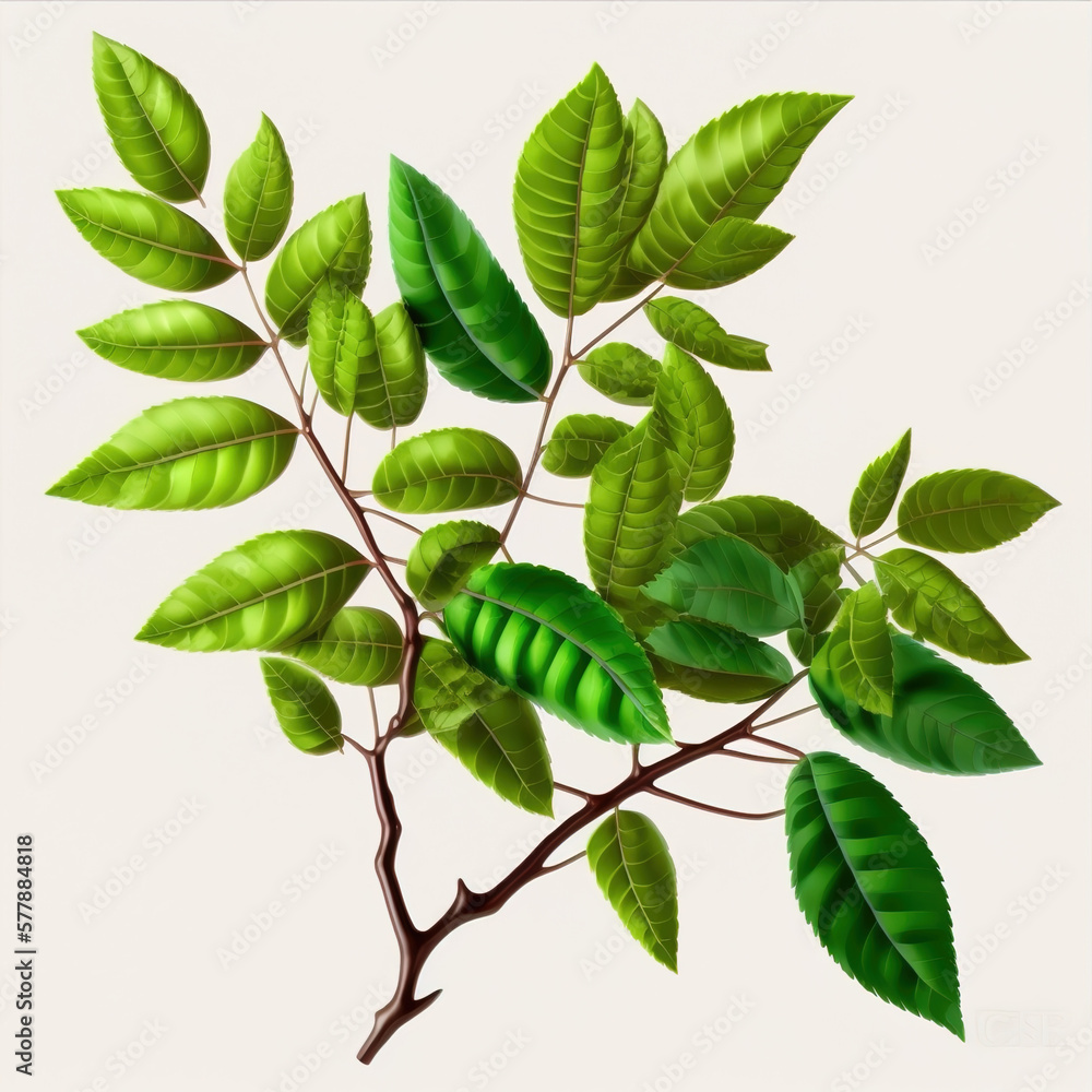Tree branch with green leaf isolated for object and retouch design Tree branch with green leaf isolated for object and retouch design