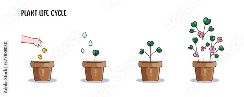 How to grown plants instrustion. Cute minimal cartoon plants and flowers life cycle from seeding in pot to flowering result. Vector isolated illustrations white background.