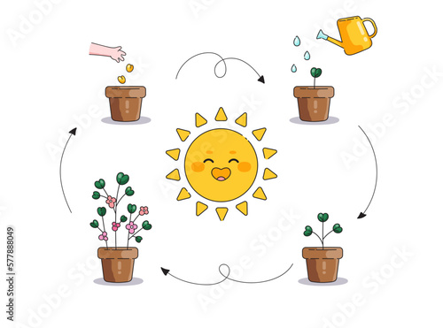 Cartoon cute demonstrative illustration of how plants grow. The process of growth, photosynthesis and reproduction in plants and flowers. Vector simple picture on a white background.