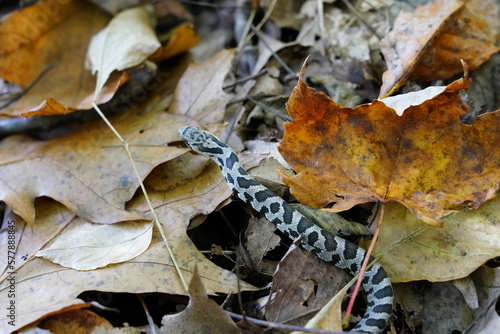 Baby Fox snake found between autumn color leaves on the forest ground outside of Merrill, Wisconsin photo