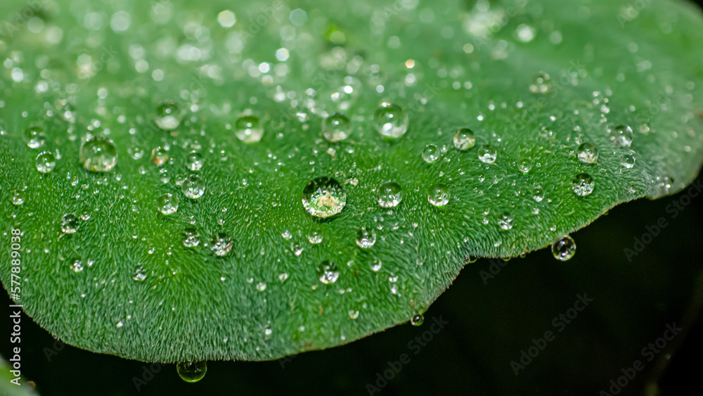 dew on leaf dew on leaf