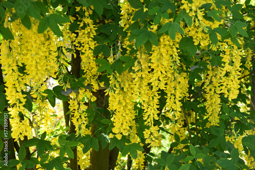 Yellow colored wisteria  Ashikaga  Tochigi  Japan