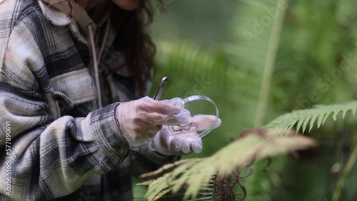 In a forest area, an ecologist takes plant samples and puts them in a container for research in a laboratory. Environment and ecosystem concept. Biology activist. photo