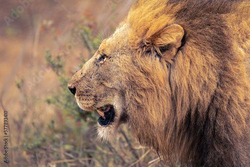 Lion with mane walking through the bush in Kruger National Park