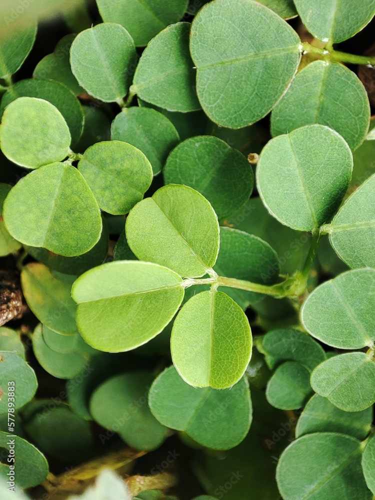 plant with the Latin name Desmodium adscendens plant with the Latin name Desmodium adscendens