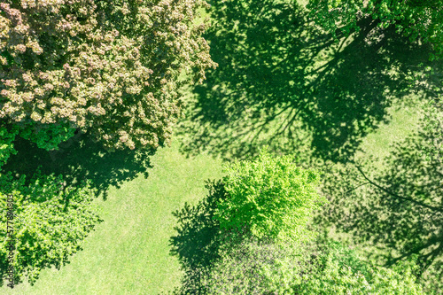 aerial view of green spring park in sunny day. shot by drone above the treetops.