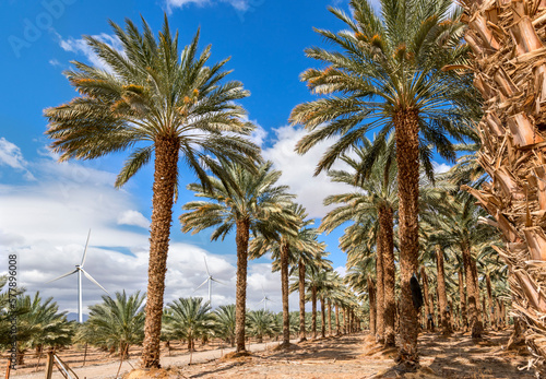 Plantation of date palms and wind turbines for green energy. Date palm is iconic ancient plant and famous food crop in the Middle East and North Africa, it has been cultivated for 5000 years